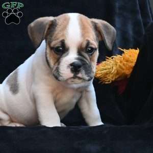 Jax, Miniature Bulldog Puppy